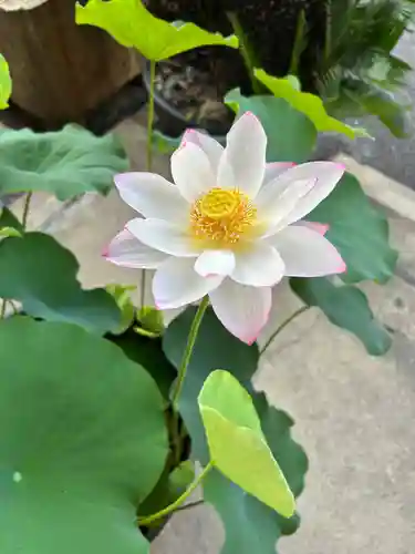 安用寺(愛知県)