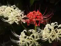 横浜 西方寺の自然