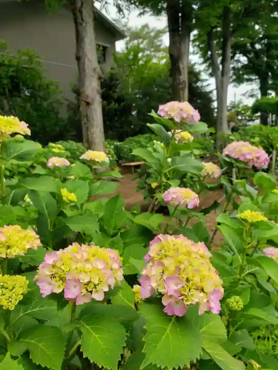 妙法寺(東京都)