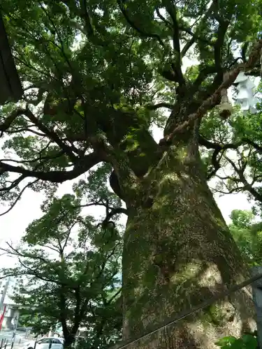 北岡神社の自然