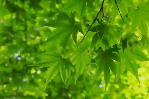 西教寺(滋賀県)