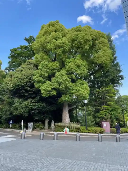 東郷神社の自然