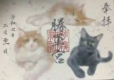 ムギちゃん登場🐈