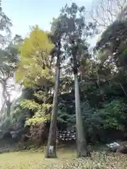 山の根熊野神社の自然