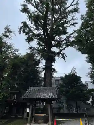 天祖神社（上目黒天祖神社）の自然