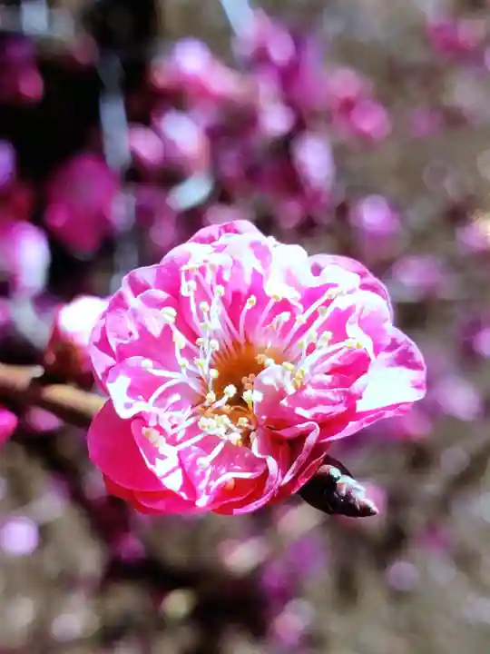 福蔵院(東京都)