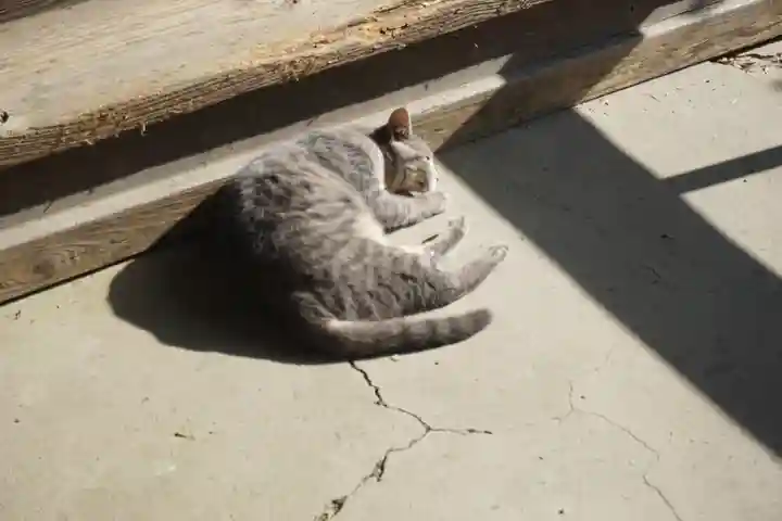 唐澤山神社の動物
