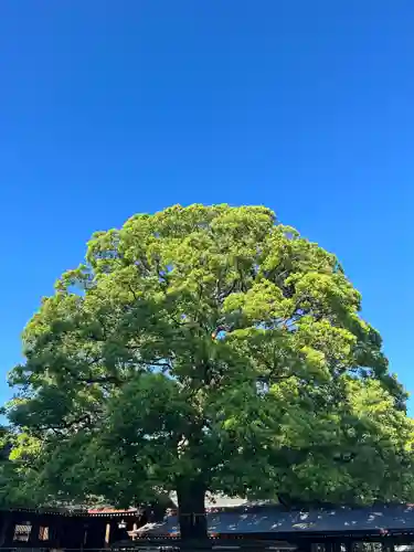 明治神宮(東京都)
