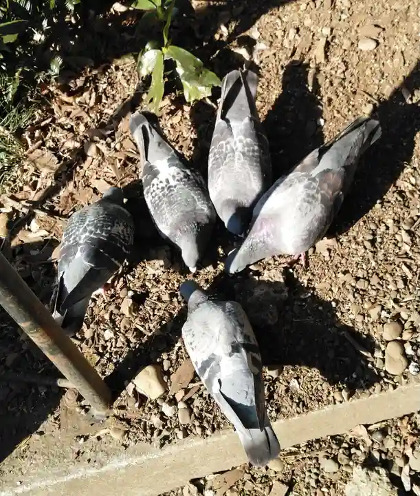 谷保天満宮の動物