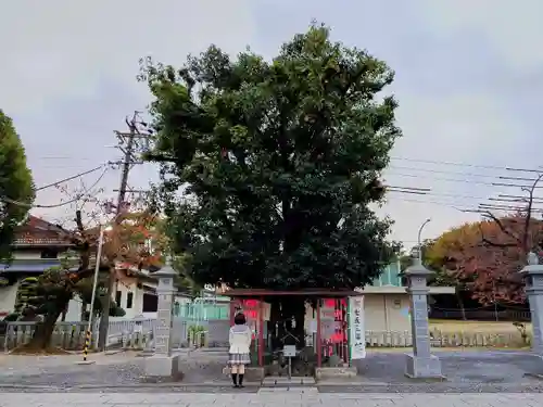 白山神社（二子町）の自然