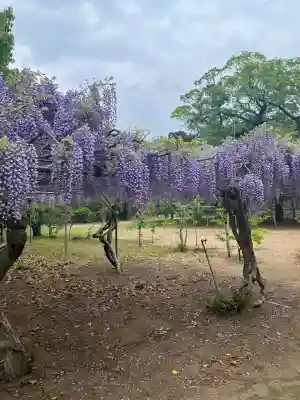 鎌数伊勢大神宮の{uncategorized: "未分類", other: "その他", undefined: "問題あり", building: "その他建物", grave: "お墓", sacred_gate: "鳥居", guardian: "狛犬", statue: "像", buddha: "仏像", history: "歴史", nature: "自然", garden: "庭園", animal: "動物", pagoda: "塔", temizu: "手水舎", mountain_gate: "山門・神門", sanctuary: "本殿・本堂", subordinate: "末社・摂社", art: "芸術", scenery: "景色", jizo: "地蔵", ema: "絵馬", goshuin: "御朱印", omikuji: "おみくじ", items: "授与品その他", amulet: "お守り", goshuincho: "御朱印帳", eats: "食事", festival: "お祭り", votive_dance: "神楽", shichigosan: "七五三参", wedding: "結婚式", experience: "体験その他", initially: "初詣", around: "周辺", anti_infection: "感染症対策"}
