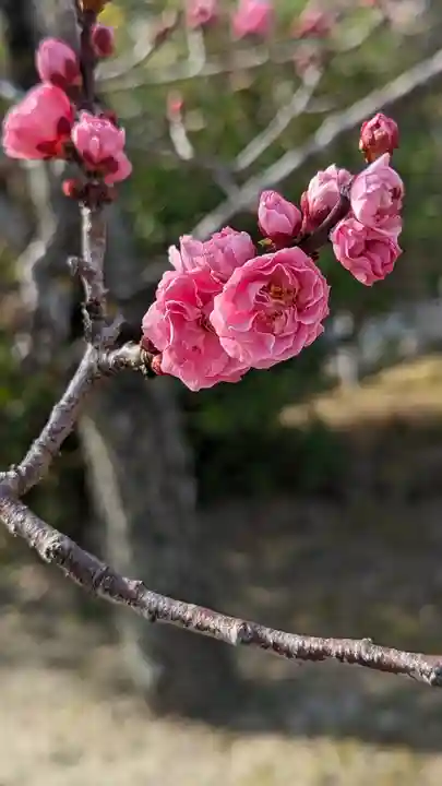 隨心院(随心院)(京都府)