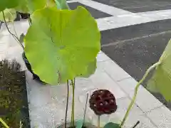 東漸寺の自然