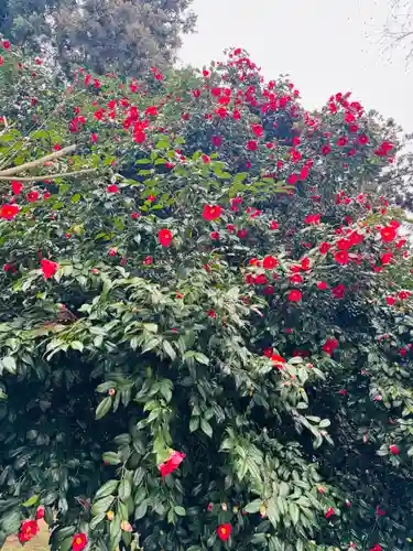 守りの神　藤基神社(新潟県)