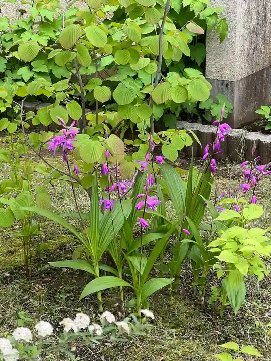 秩父札所十三番 慈眼寺の自然