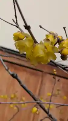 勝林寺(京都府)