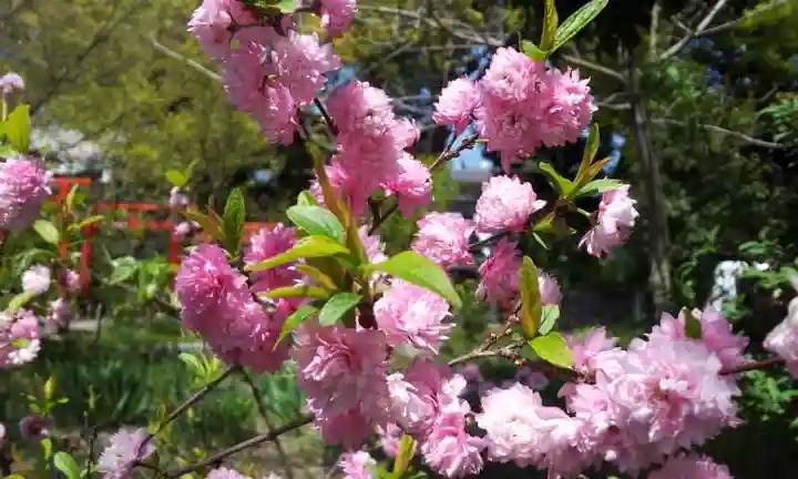 平野神社の自然