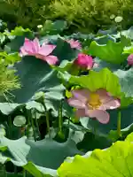 東寺(教王護国寺)(京都府)