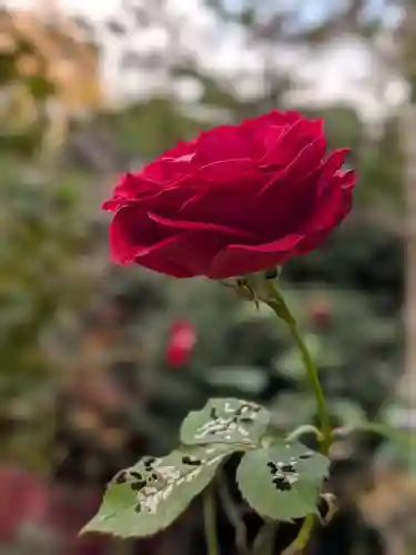 乃木神社(東京都)