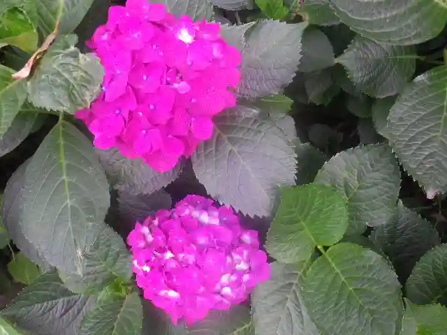 御霊神社の自然