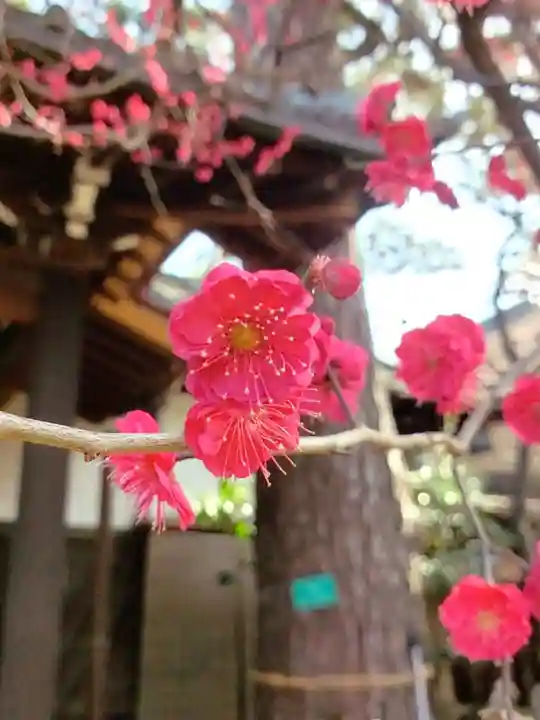 玄国寺(東京都)