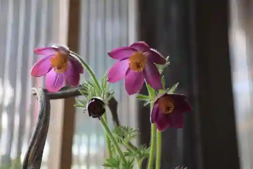 高司神社〜むすびの神の鎮まる社〜の自然