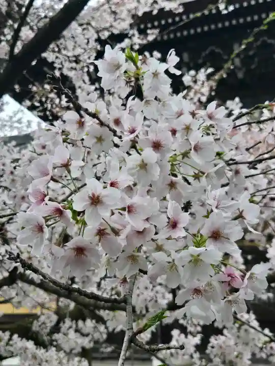南禅寺の{uncategorized: "未分類", other: "その他", undefined: "問題あり", building: "その他建物", grave: "お墓", sacred_gate: "鳥居", guardian: "狛犬", statue: "像", buddha: "仏像", history: "歴史", nature: "自然", garden: "庭園", animal: "動物", pagoda: "塔", temizu: "手水舎", mountain_gate: "山門・神門", sanctuary: "本殿・本堂", subordinate: "末社・摂社", art: "芸術", scenery: "景色", jizo: "地蔵", ema: "絵馬", goshuin: "御朱印", omikuji: "おみくじ", items: "授与品その他", amulet: "お守り", goshuincho: "御朱印帳", eats: "食事", festival: "お祭り", votive_dance: "神楽", shichigosan: "七五三参", wedding: "結婚式", experience: "体験その他", initially: "初詣", around: "周辺", anti_infection: "感染症対策"}