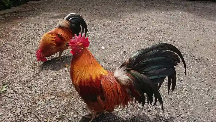 谷保天満宮の動物