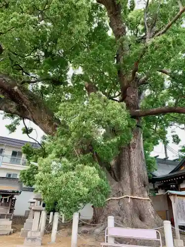 春日神社の自然