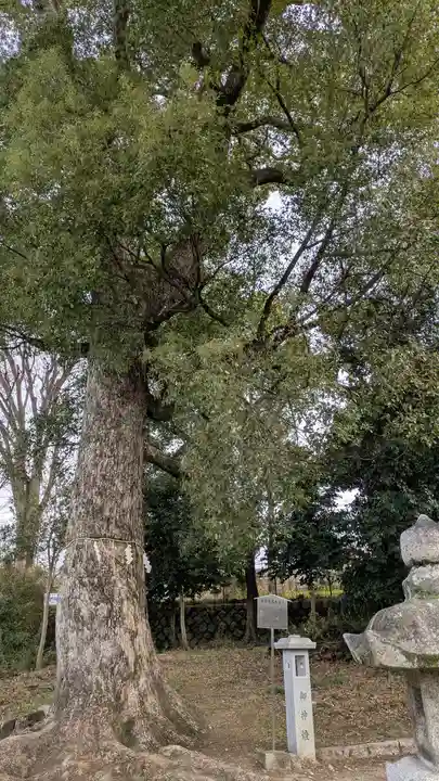 許波多神社(小幡東中鎮座)(京都府)
