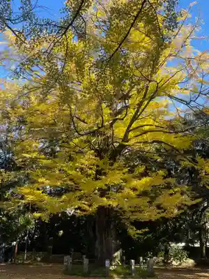 赤坂氷川神社(東京都)