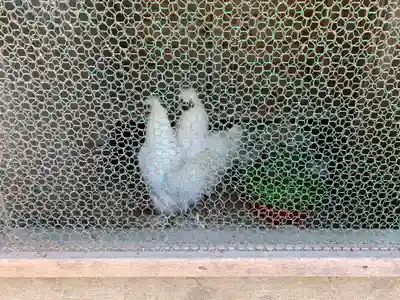 男山八幡神社の動物