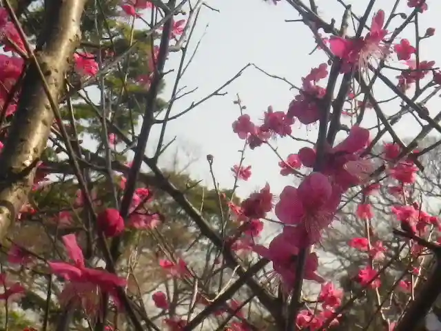 鶴岡八幡宮の自然
