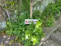 鎌足稲荷神社(鎌足稲荷社)(神奈川県)
