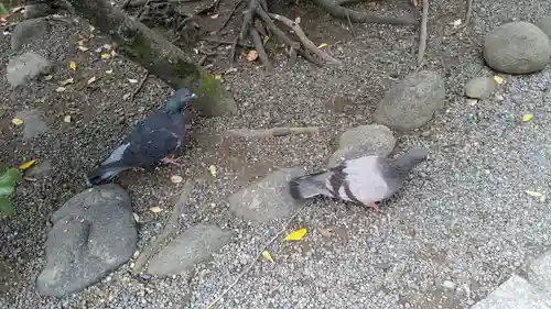 旗上弁財天社の動物