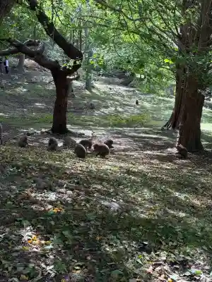 金華山黄金山神社(宮城県)