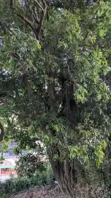 富岡天満宮の自然