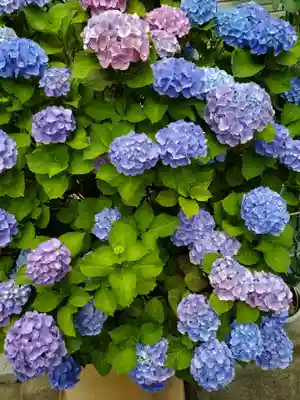 秋葉神社(東京都)