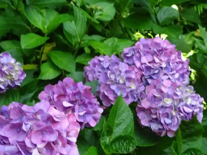 立志神社の自然