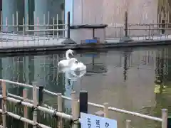 頂法寺（六角堂）の動物