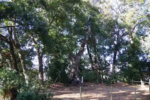 素鵞神社の自然