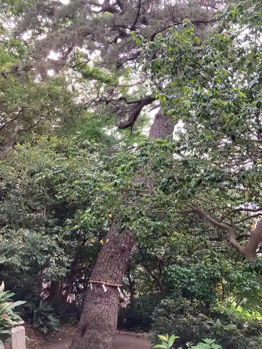 第六天神社の自然