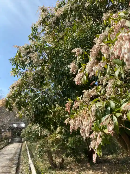 浄瑠璃寺(京都府)
