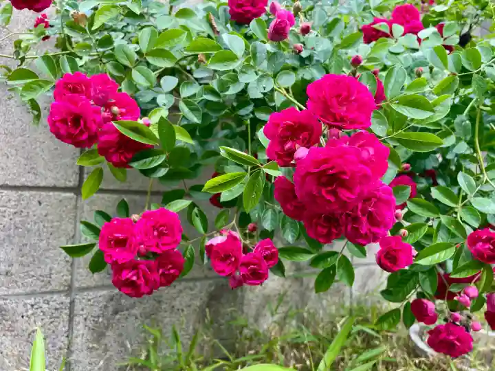 西福寺(東京都)