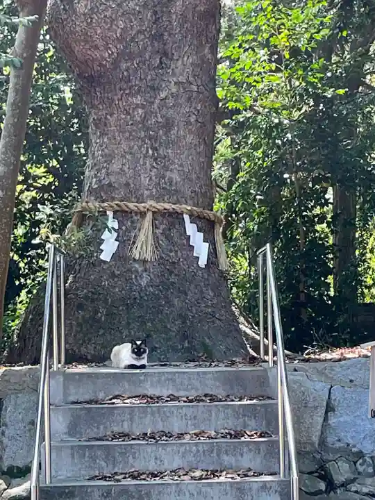 鏡神社の動物