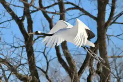 釧路護国神社の{uncategorized: "未分類", other: "その他", undefined: "問題あり", building: "その他建物", grave: "お墓", sacred_gate: "鳥居", guardian: "狛犬", statue: "像", buddha: "仏像", history: "歴史", nature: "自然", garden: "庭園", animal: "動物", pagoda: "塔", temizu: "手水舎", mountain_gate: "山門・神門", sanctuary: "本殿・本堂", subordinate: "末社・摂社", art: "芸術", scenery: "景色", jizo: "地蔵", ema: "絵馬", goshuin: "御朱印", omikuji: "おみくじ", items: "授与品その他", amulet: "お守り", goshuincho: "御朱印帳", eats: "食事", festival: "お祭り", votive_dance: "神楽", shichigosan: "七五三参", wedding: "結婚式", experience: "体験その他", initially: "初詣", around: "周辺", anti_infection: "感染症対策"}