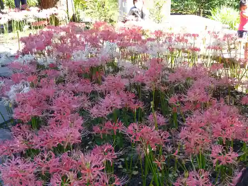 横浜　西方寺の自然
