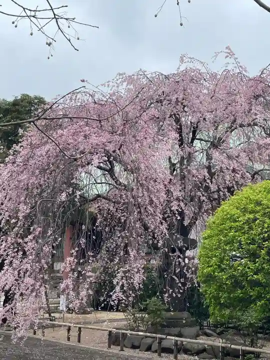 吉祥寺(東京都)