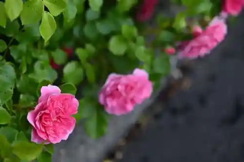 宝光寺の庭園