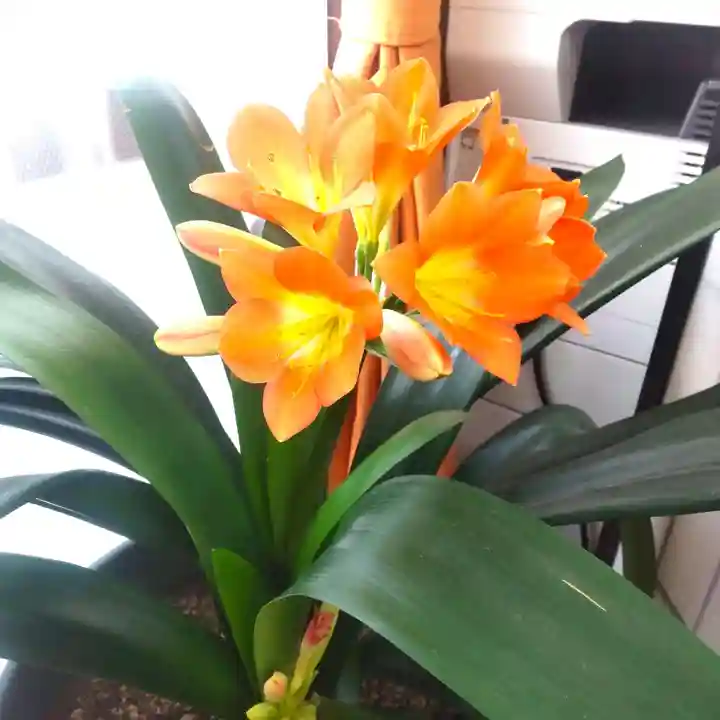 七重浜海津見神社(北海道)